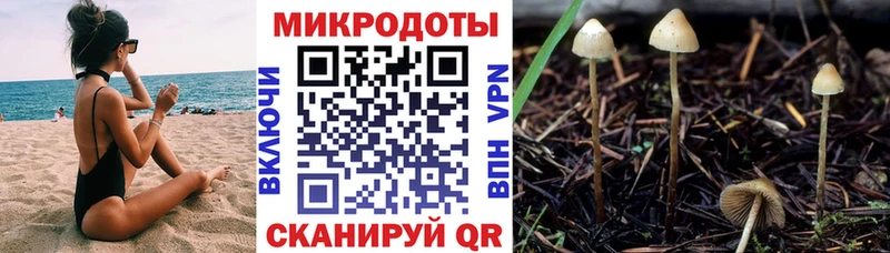 продажа наркотиков  Короча  Галлюциногенные грибы Psilocybine cubensis 
